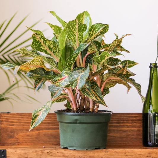 Aglaonema 'Sparkling Sarah' – Chinese Evergreen