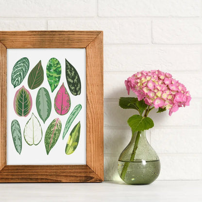  Aglaonema Species ID Chart - Botanical Houseplant Art Print
