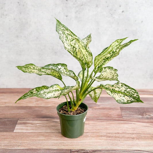  Aglaonema 'Spring Snow' Chinese Evergreen