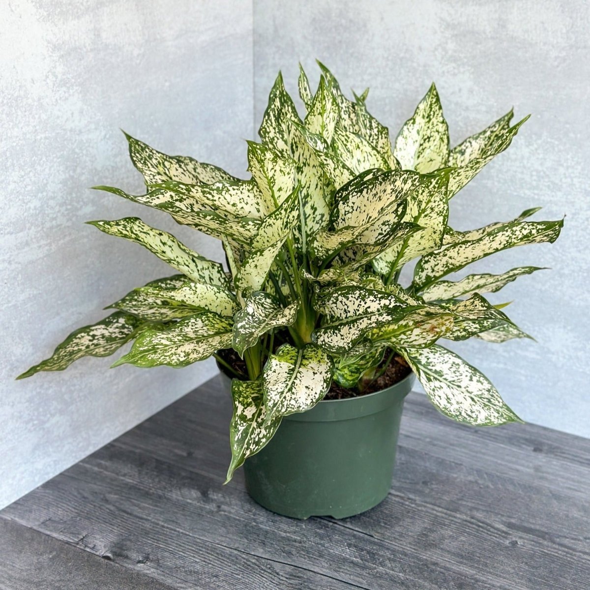  Aglaonema 'Spring Snow' Chinese Evergreen