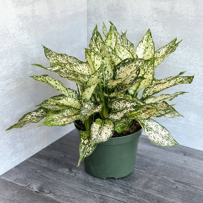  Aglaonema 'Spring Snow' Chinese Evergreen