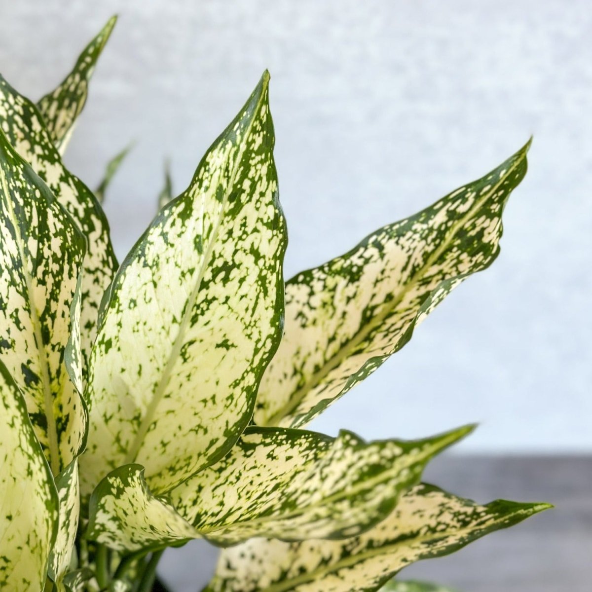  Aglaonema 'Spring Snow' Chinese Evergreen