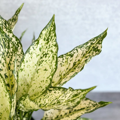  Aglaonema 'Spring Snow' Chinese Evergreen