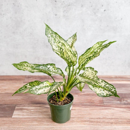  Aglaonema 'Spring Snow' Chinese Evergreen