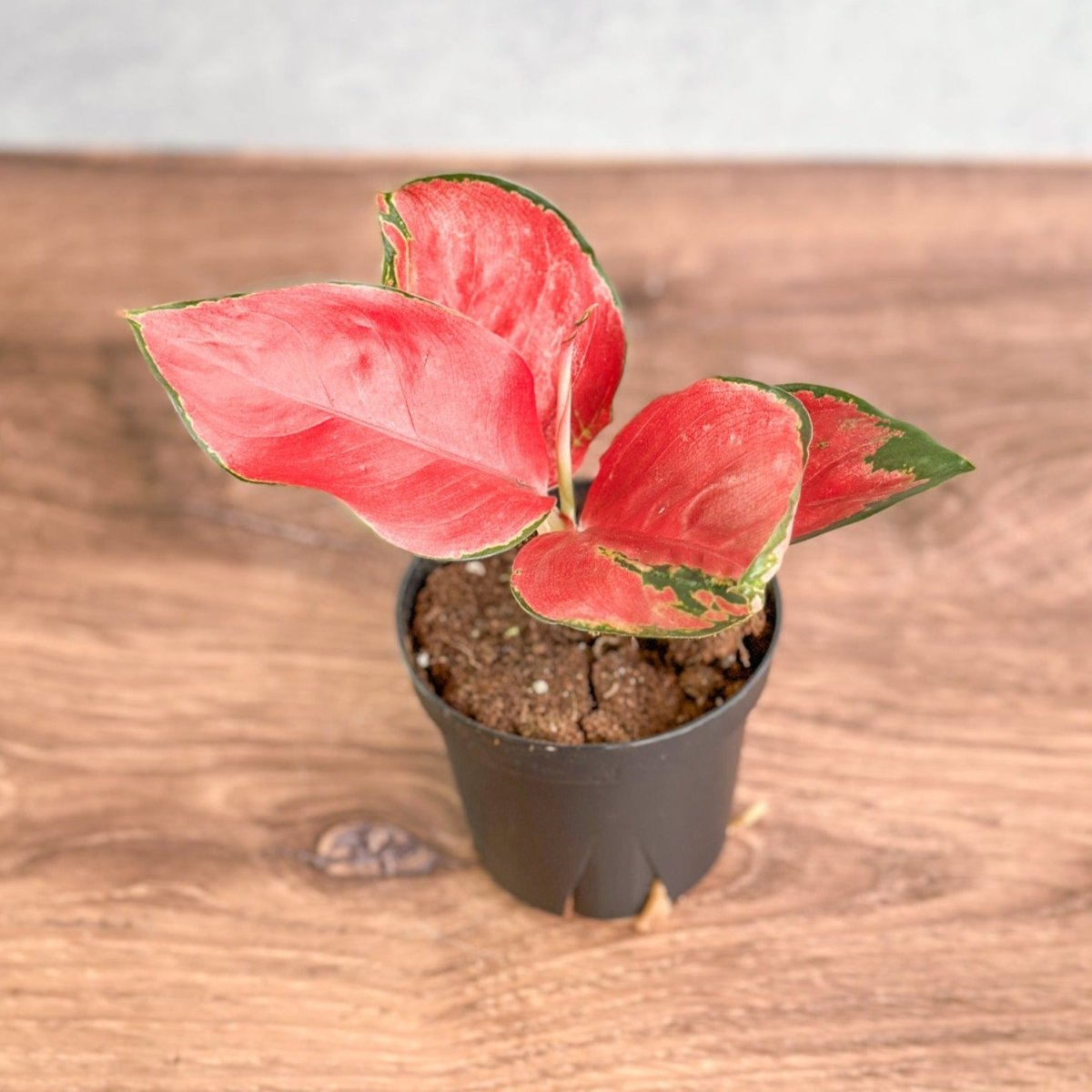  Aglaonema Suksom Jaipong Hybrid Chinese Evergreen - 4 Inch