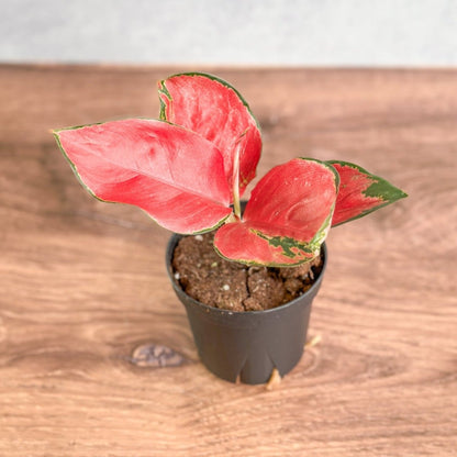  Aglaonema Suksom Jaipong Hybrid Chinese Evergreen - 4 Inch