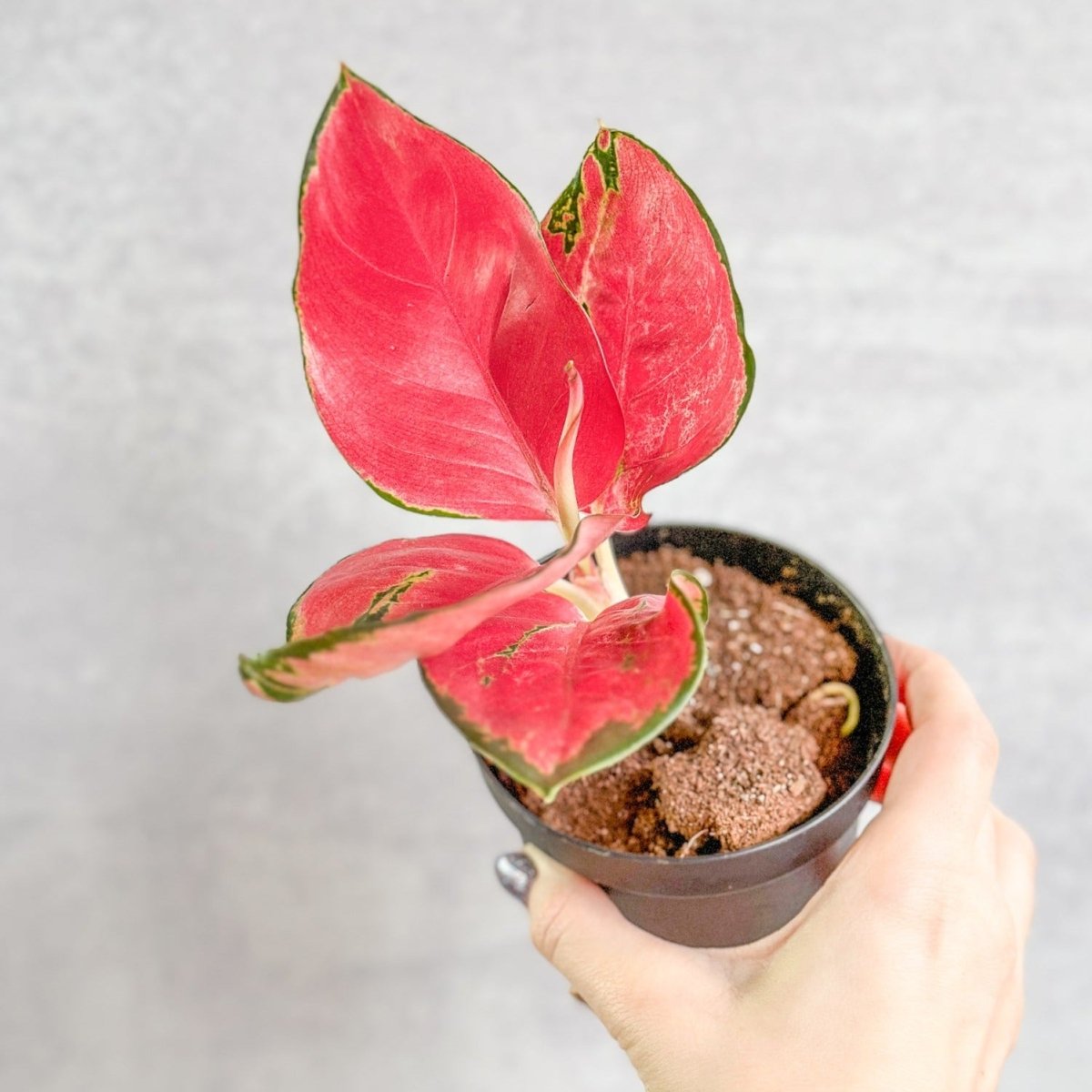  Aglaonema Suksom Jaipong Hybrid Chinese Evergreen - 4 Inch