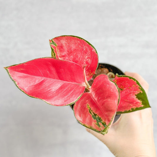  Aglaonema Suksom Jaipong Hybrid Chinese Evergreen - 4 Inch