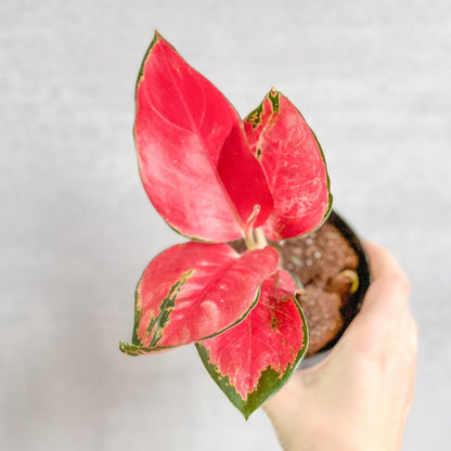  Aglaonema Suksom Jaipong Hybrid Chinese Evergreen - 4 Inch