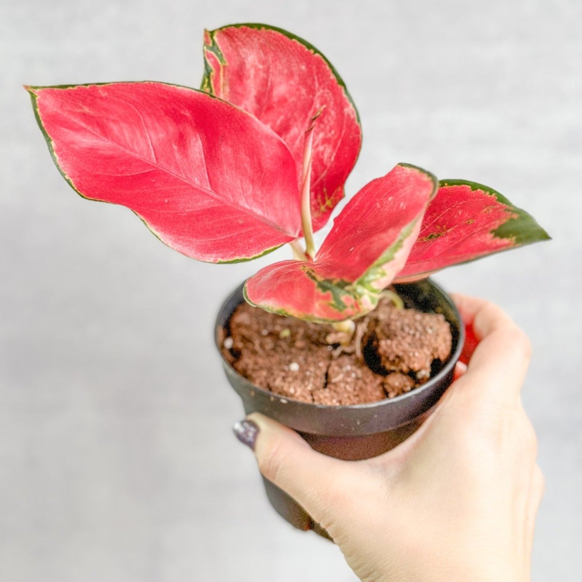  Aglaonema Suksom Jaipong Hybrid Chinese Evergreen - 4 Inch