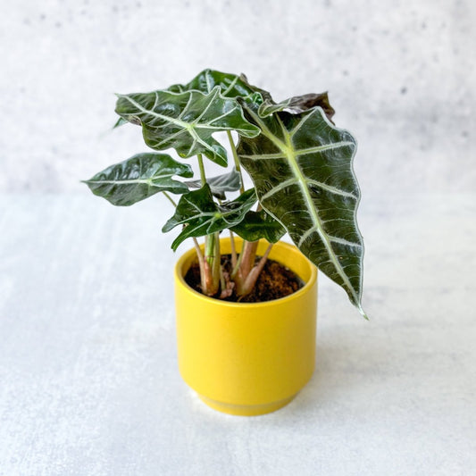  Alocasia Amazonica 'Polly' – African Mask Plant