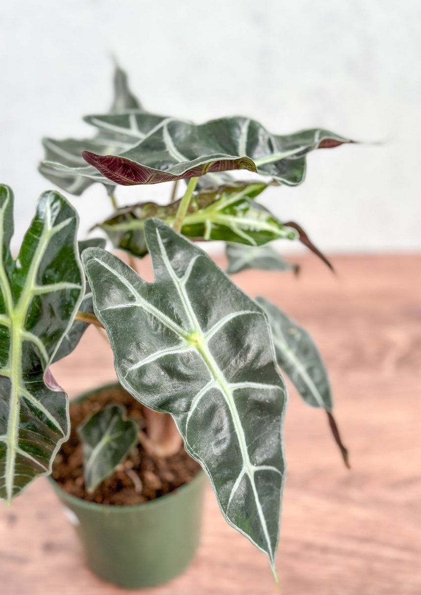  Alocasia Amazonica 'Polly' – African Mask Plant