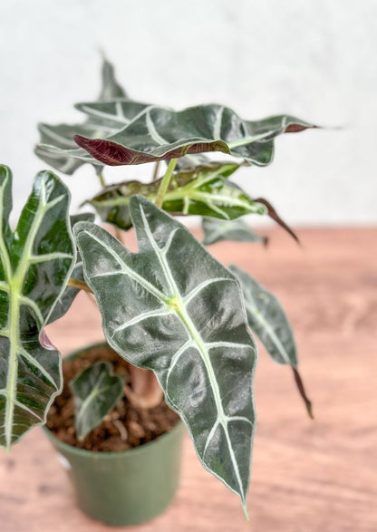  Alocasia Amazonica 'Polly' – African Mask Plant