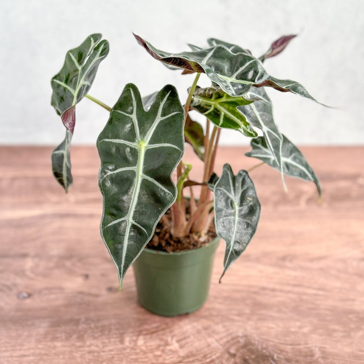  Alocasia Amazonica 'Polly' – African Mask Plant