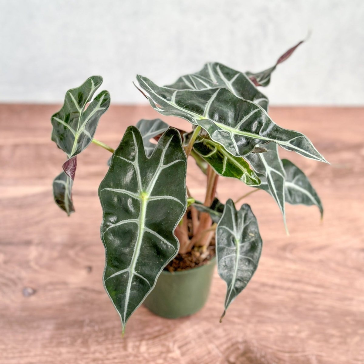  Alocasia Amazonica 'Polly' – African Mask Plant