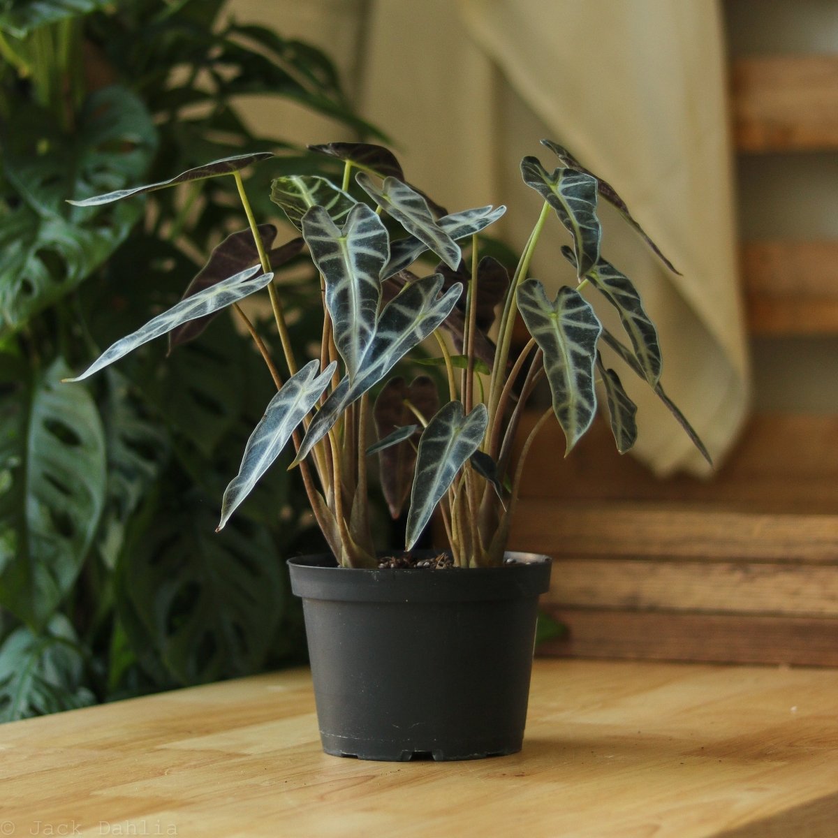  Alocasia Amazonica 'Bambino' - 4 Inch
