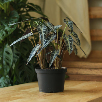  Alocasia Amazonica 'Bambino' - 4 Inch