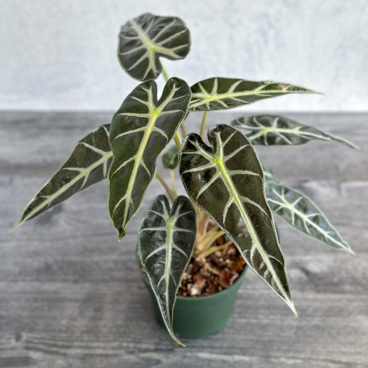  Alocasia Amazonica 'Bambino' - 4 Inch