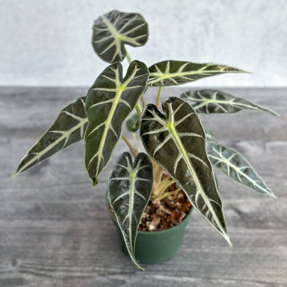  Alocasia Amazonica 'Bambino' - 4 Inch