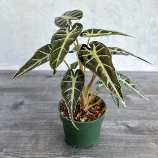  Alocasia Amazonica 'Bambino' - 4 Inch