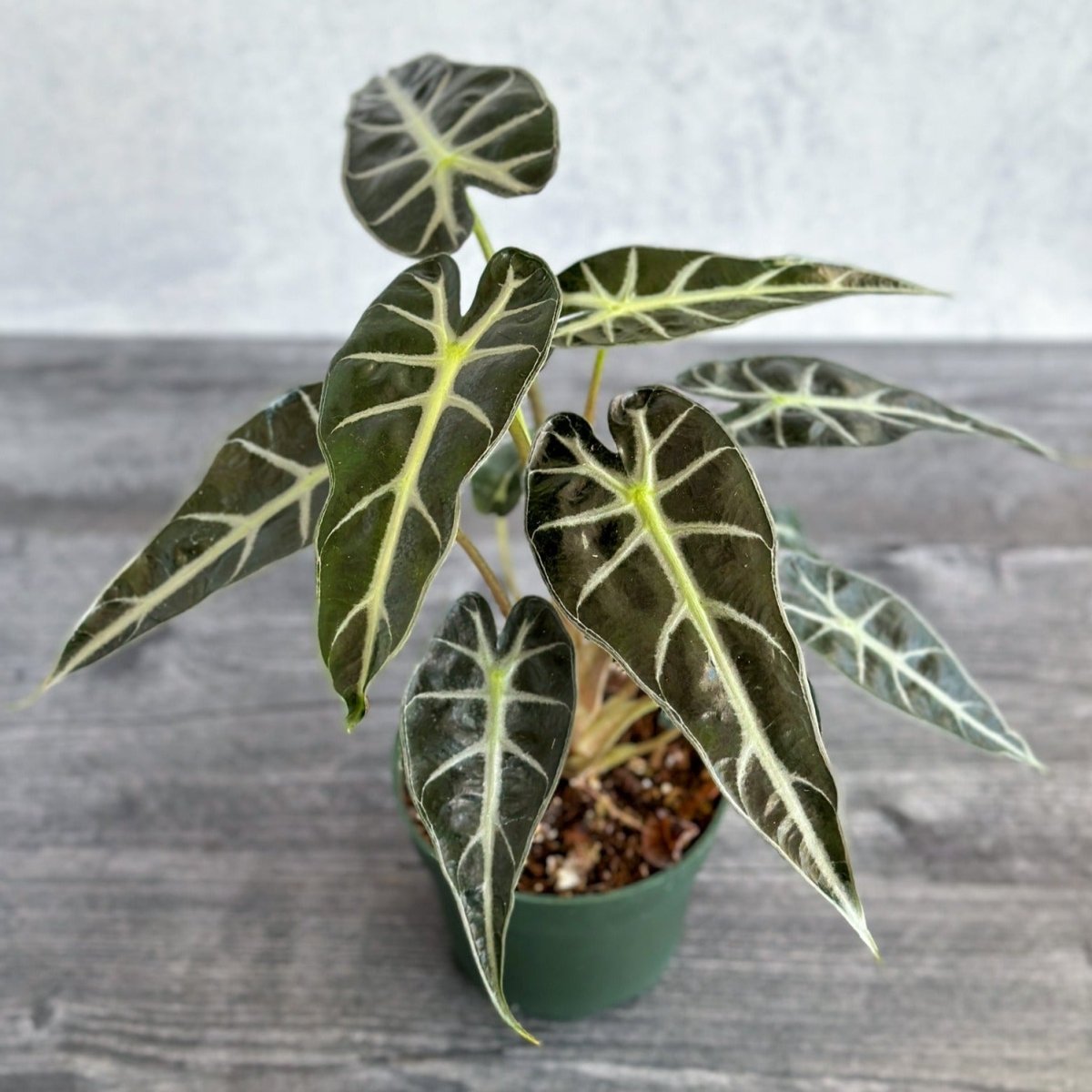  Alocasia Amazonica 'Bambino' - 4 Inch