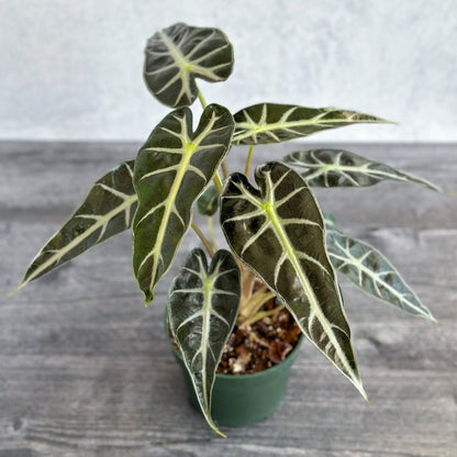  Alocasia Amazonica 'Bambino' - 4 Inch