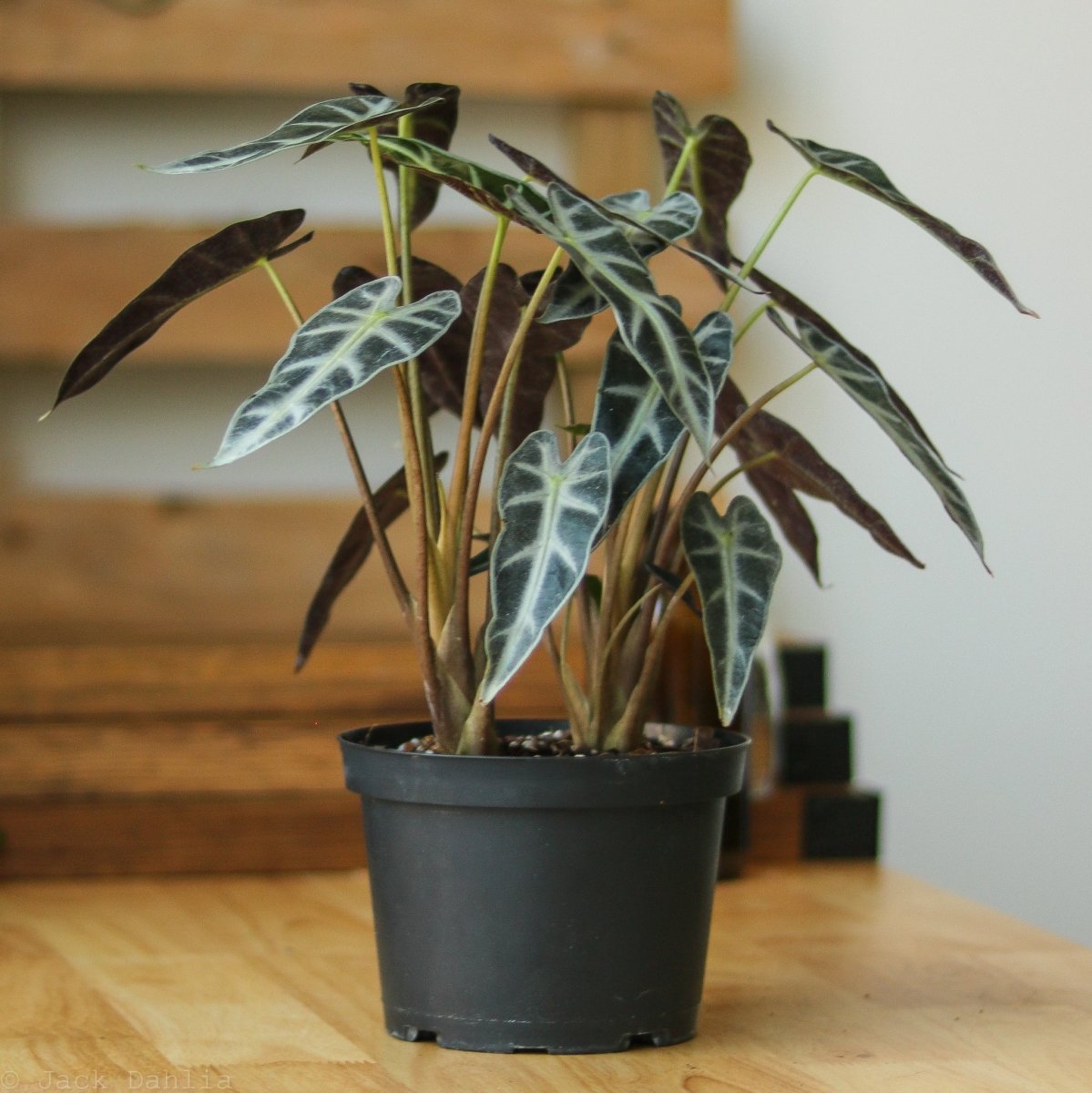  Alocasia Amazonica 'Bambino' - 4 Inch