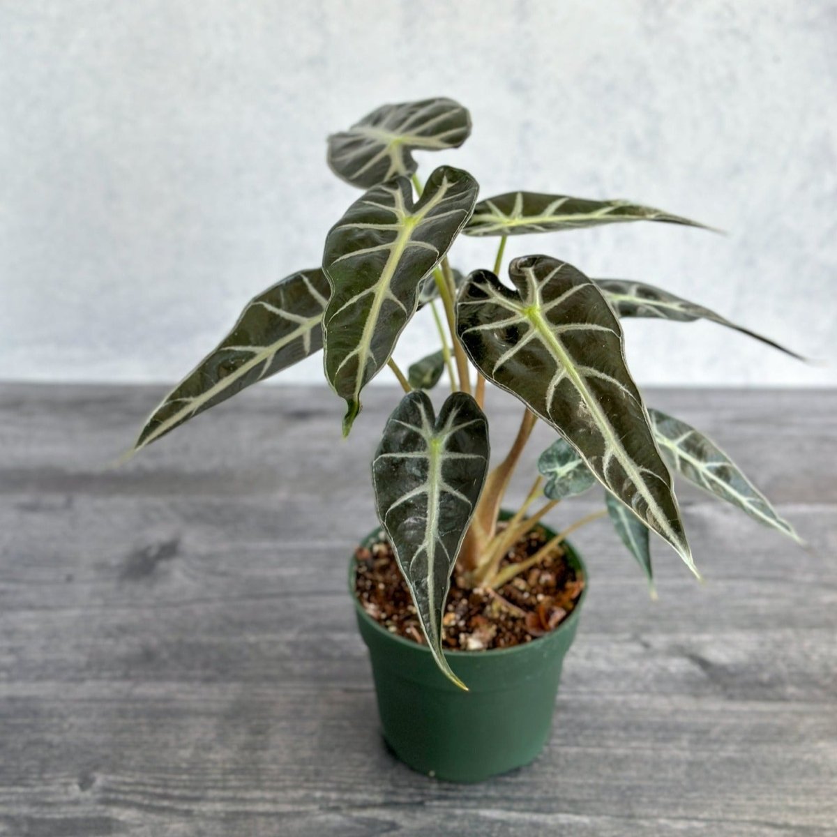  Alocasia Amazonica 'Bambino' - 4 Inch