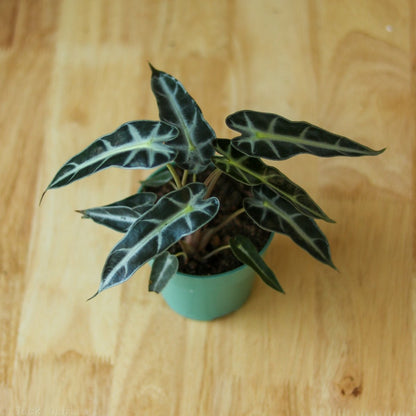  Alocasia Amazonica 'Bambino' - 4 Inch