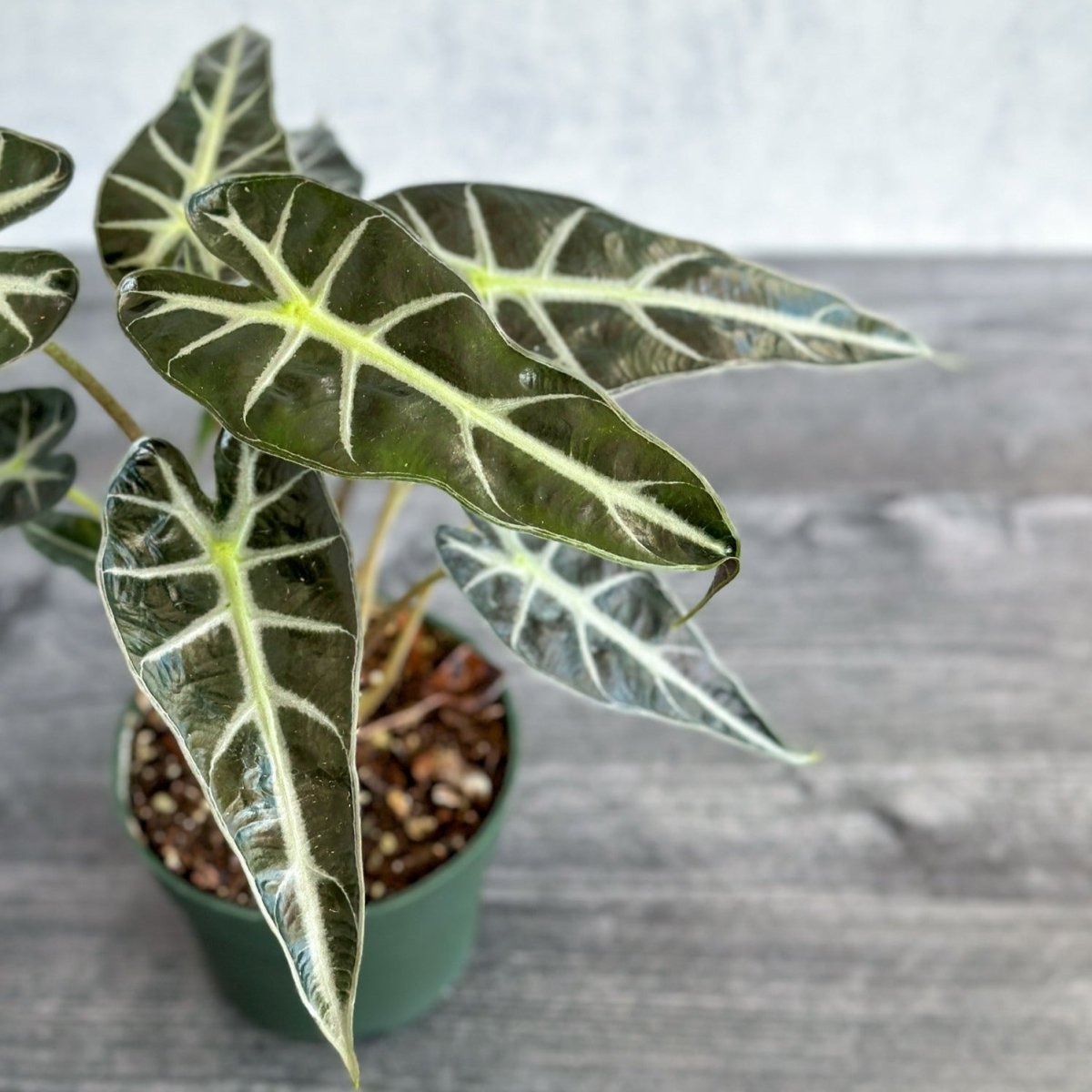  Alocasia Amazonica 'Bambino' - 4 Inch