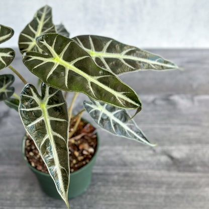  Alocasia Amazonica 'Bambino' - 4 Inch