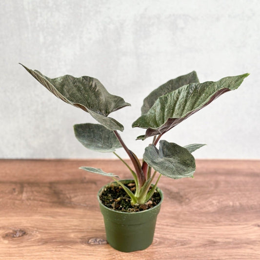  Alocasia 'Antoro Velvet' - Antoro Velvet Alocasia