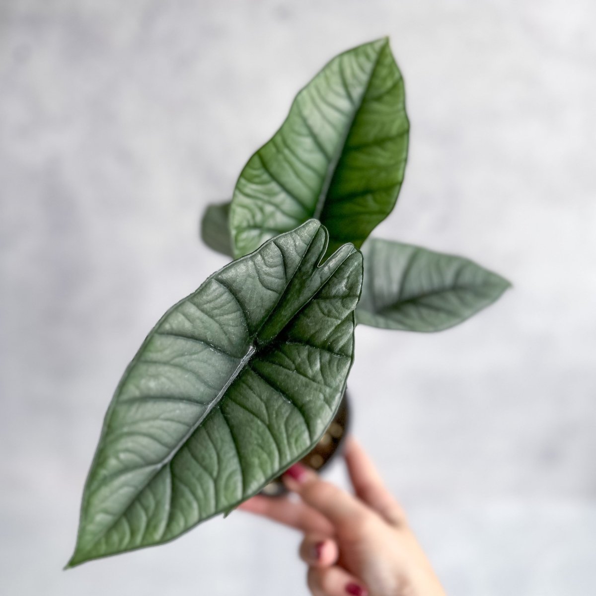  Alocasia Bisma 'Platinum' - Platinum Alocasia - 4.5 Inch