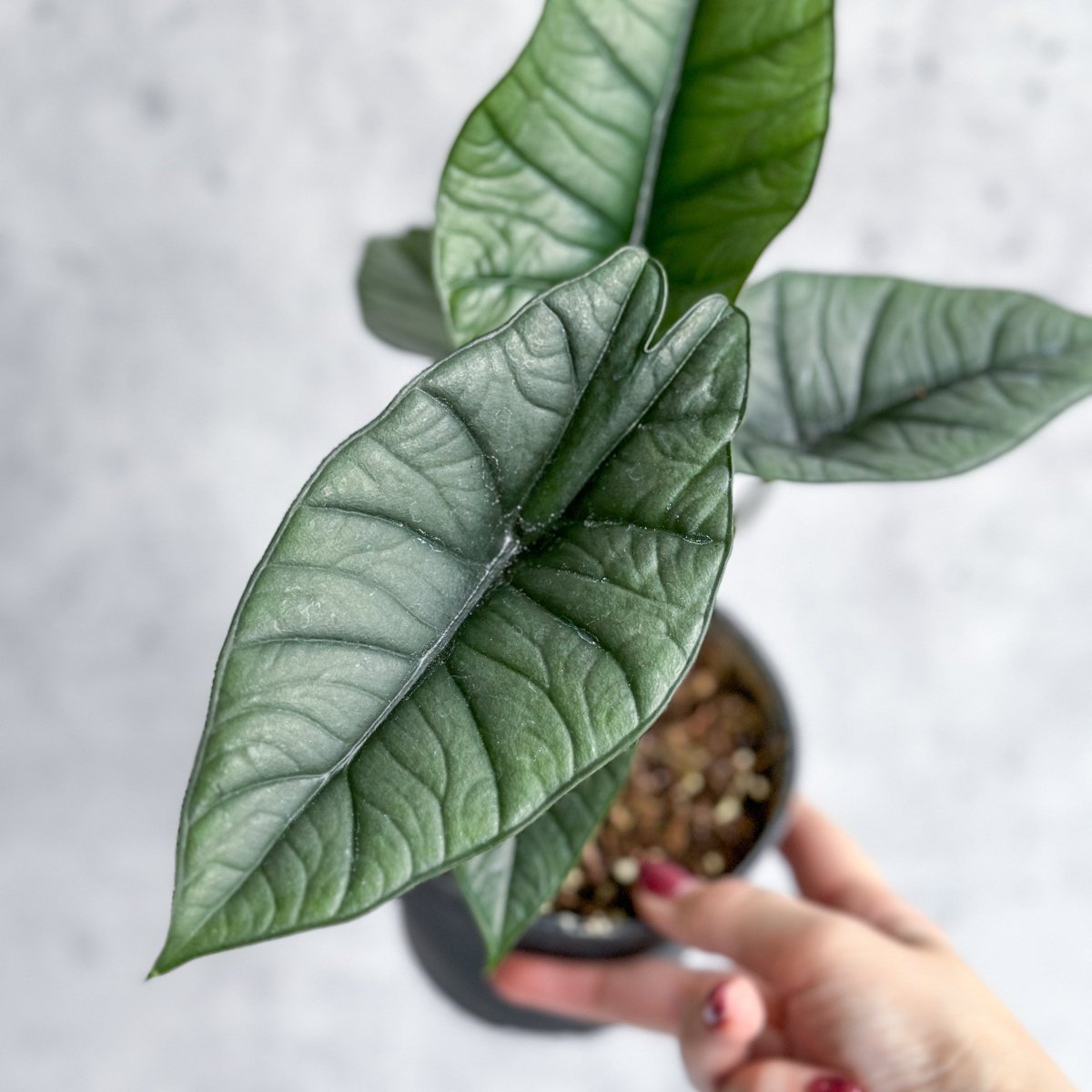  Alocasia Bisma 'Platinum' - Platinum Alocasia - 4.5 Inch