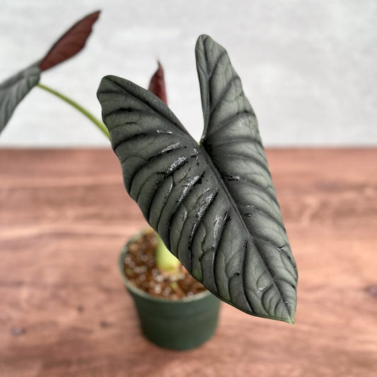  Alocasia 'Blue Dragon' - Blue Dragon Alocasia 4.5 Inch