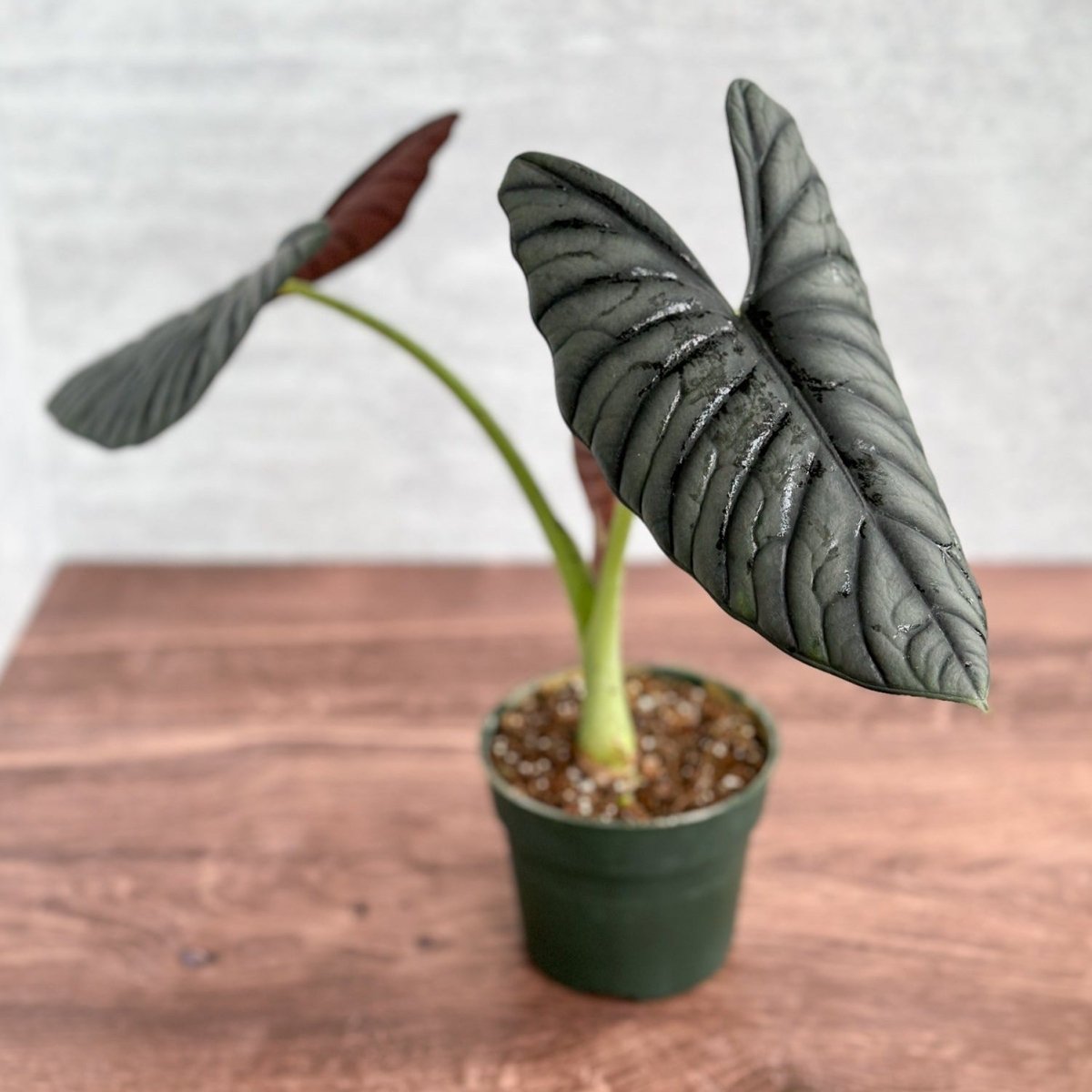  Alocasia 'Blue Dragon' - Blue Dragon Alocasia 4.5 Inch