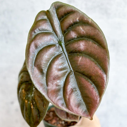  Alocasia Cuprea Red Secret