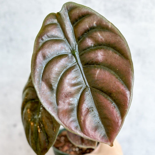  Alocasia Cuprea Red Secret