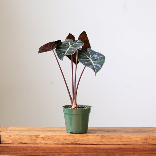  Alocasia ‘Dragon’s Tooth’ - 4 Inch