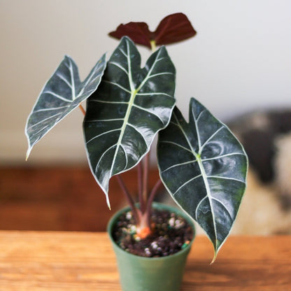  Alocasia ‘Dragon’s Tooth’ - 4 Inch