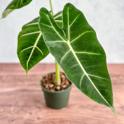  Alocasia 'Frydek' - Frydek Elephant Ear - 4 Inch