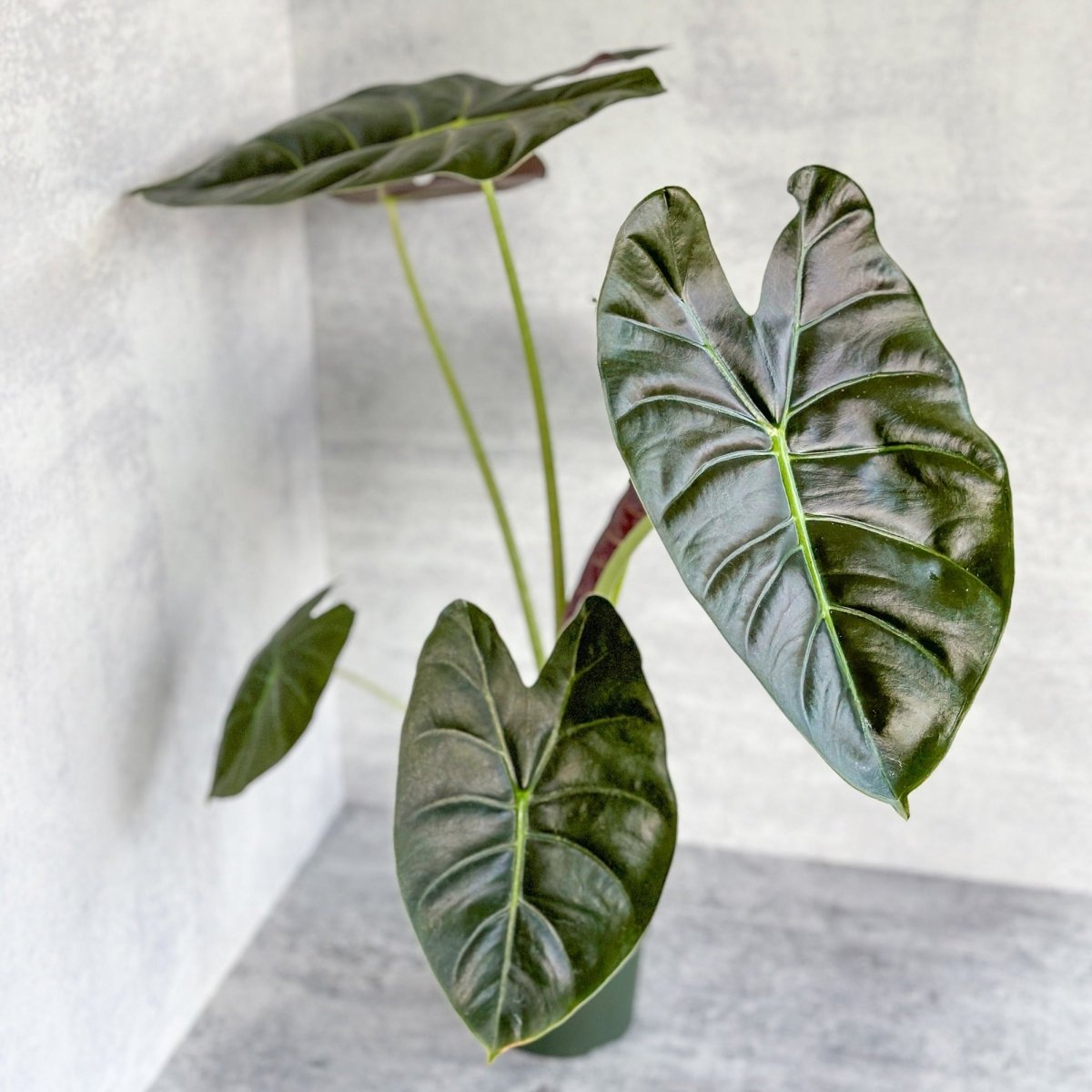 Alocasia 'Golden Bone' - Golden Bone Elephant Ear