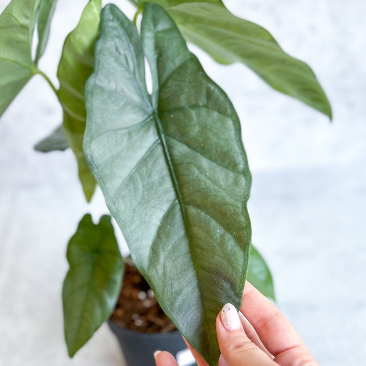  Alocasia Heterophylla 'Corazon' - Corazon Alocasia - 4.5 Inch
