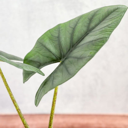  Alocasia Imperialis - Imperialis Elephant Ear - 4.5 Inch