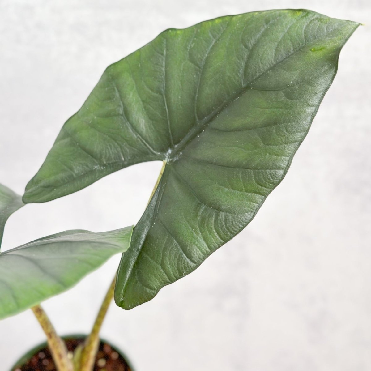  Alocasia Imperialis - Imperialis Elephant Ear - 4.5 Inch