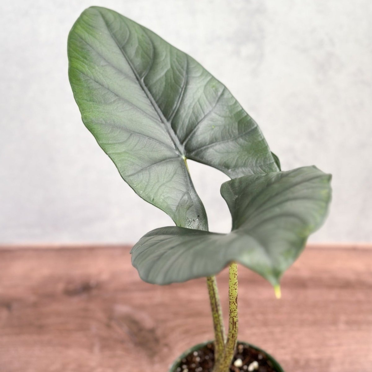  Alocasia Imperialis - Imperialis Elephant Ear - 4.5 Inch