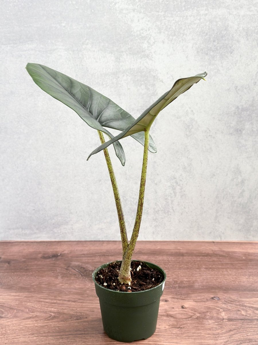  Alocasia Imperialis - Imperialis Elephant Ear - 4.5 Inch