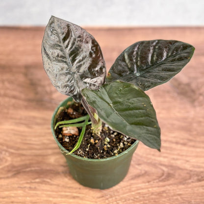  Alocasia Infernalis 'Kapit' - 4.5 Inch