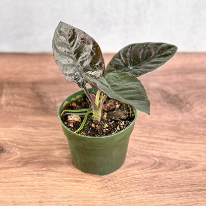  Alocasia Infernalis 'Kapit' - 4.5 Inch