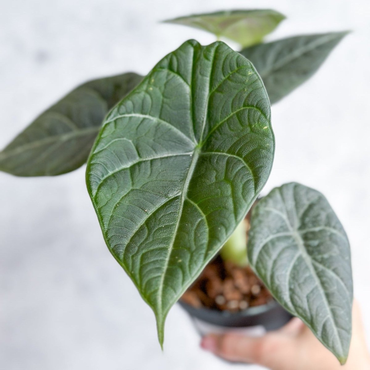  Alocasia Maharani - Grey Dragon Alocasia - 4.5 Inch
